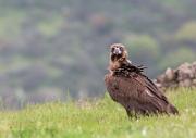 Moenchsgeier - Cinereous Vulture  (Aegypius monachus)